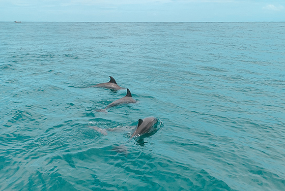 Dolphin Spotting Tour Phuket, Thailand