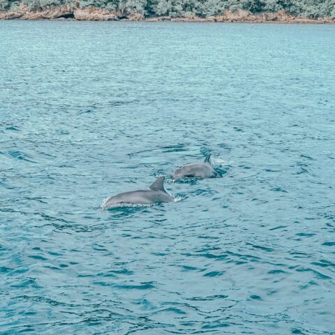 5-Star-Marine-Dolphin-Spotting-Maiton-Island