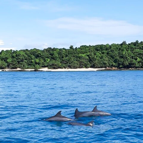 Dolphin Spotting01