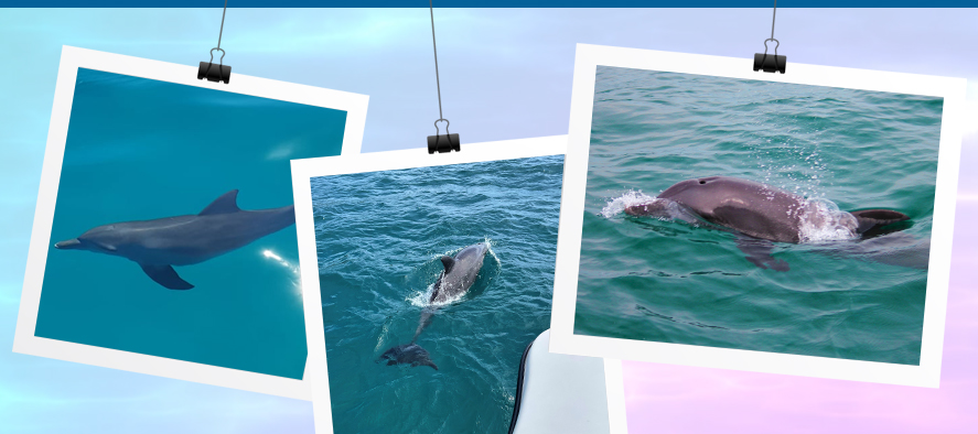 Dolphin-Collage-5starmarine