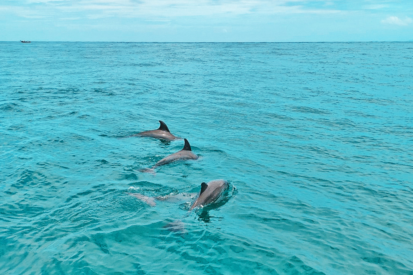 Private Dolphin Spotting Combination Tour