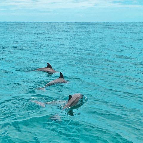 Dolphin Spotting Tour