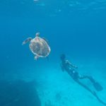 5-Star-Marine-Turtles In Similan