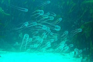 5-Star-Marine-Jellyfish