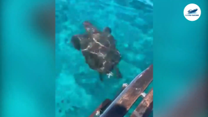 5-Star-Marine-Leatherback turtles have been seen in Phuket