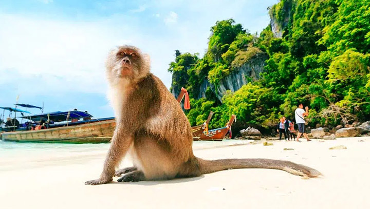 Maya_Bay_Closing_In_August_2023_Neutering_Phuket_Monkeys