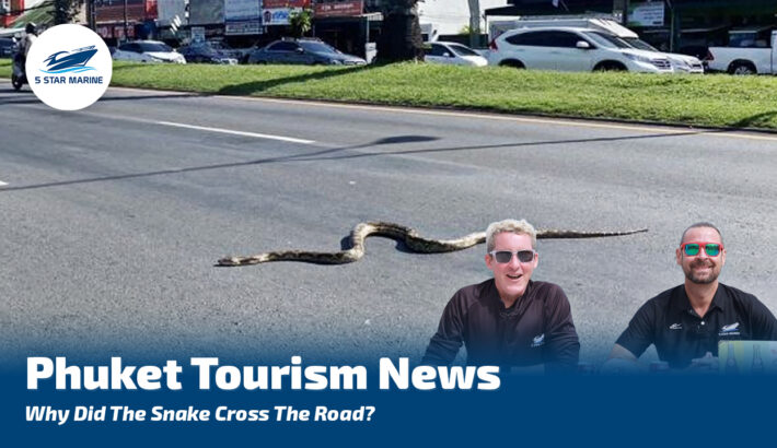 Phuket Tourism News – Rescued Turtle On Patong Beach & Snake Cross the Phuket Road