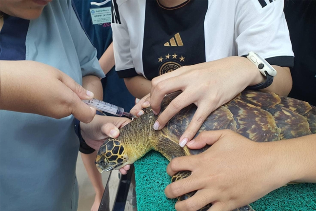 Rescued Turtle On Patong Beach