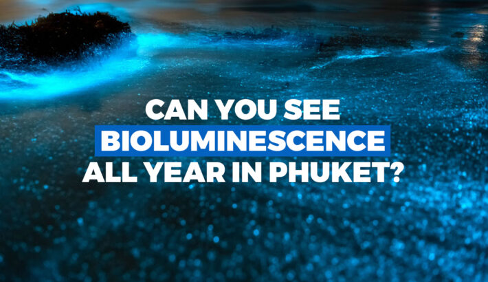 Can You See Bioluminescence All Year In Phuket?
