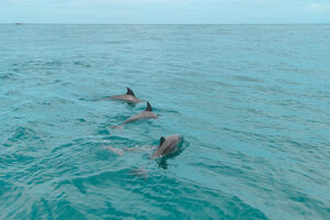 Family-Friendly Private Boat Tours 2024_Dolphin Spotting