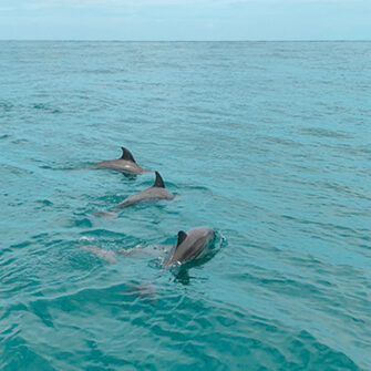 Family-Friendly Private Boat Tours 2024_Dolphin Spotting
