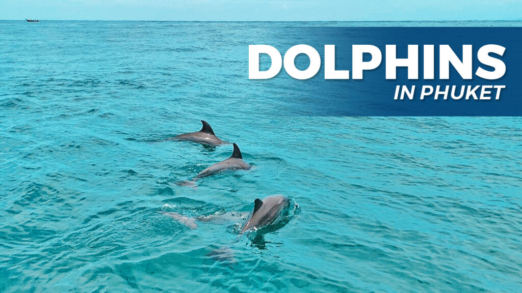 Dolphins in Phuket