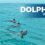 Dolphins In Phuket | Maiton Island and Dolphin Spotting Tour