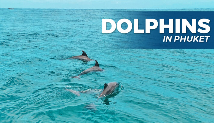 Dolphins In Phuket | Maiton Island and Dolphin Spotting Tour