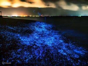 Phang Nga Bay’s Natural Light Show – Phuket Bioluminescence