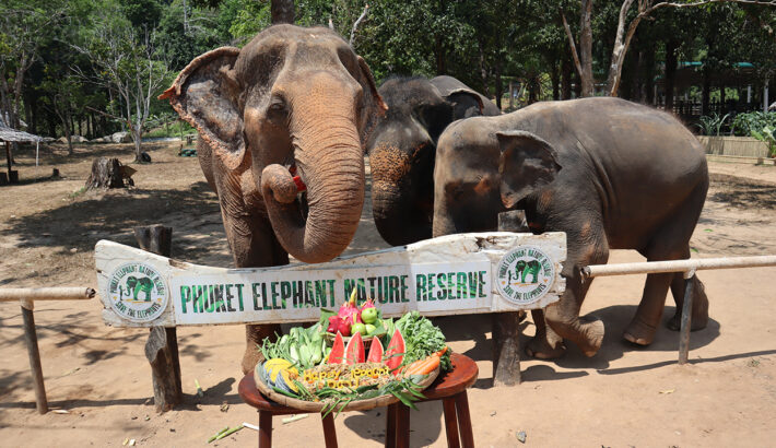 Phuket Elephant Nature Reserve