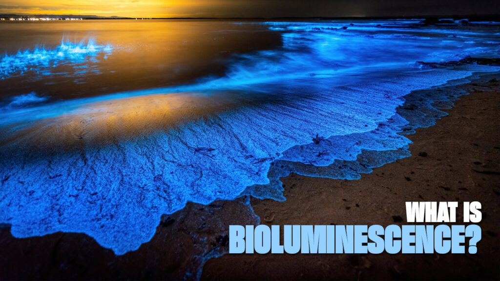 What is Phuket Bioluminescence